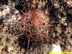 Ferocactus viridescens RUS 157