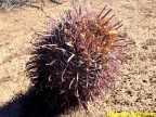 Ferocactus wislizenii RUS 574