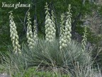 Yucca glauca  RUS 026a,  Durango
